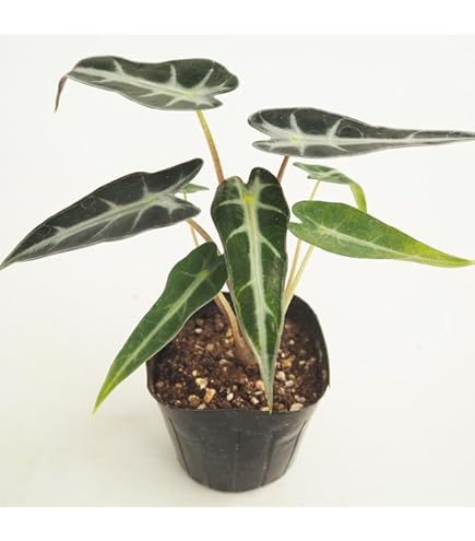 Amazon.co.jp: アロカシア 'フライングスクイード' 2寸 (Alocasia